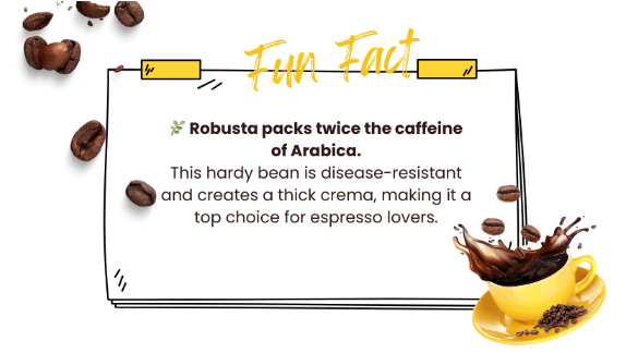 robusta coffee